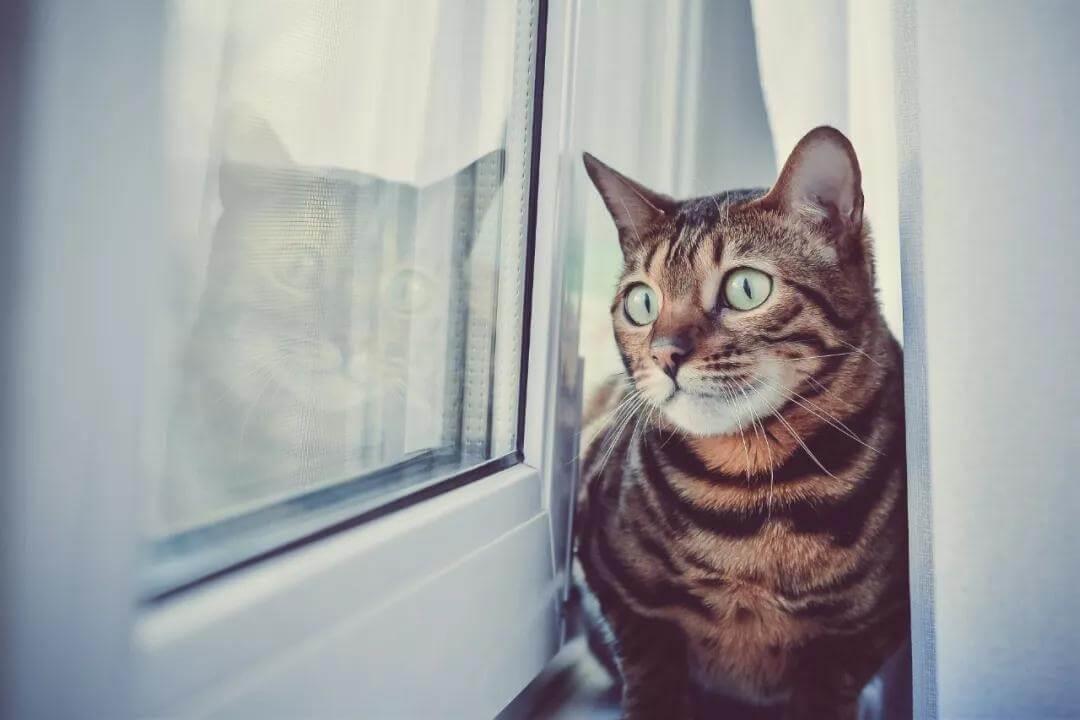 猫会像人一样患上哮喘吗？