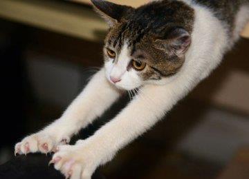 训练宠物猫猫的刺激方法