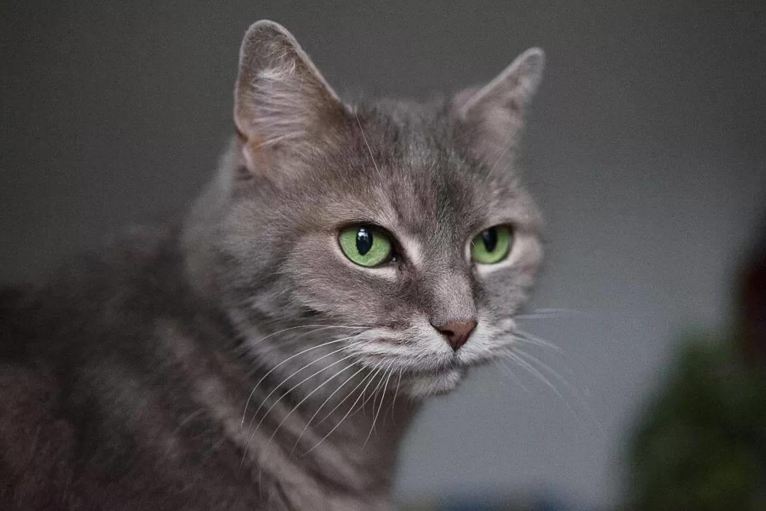 猫咪也能患上偏头痛吗？