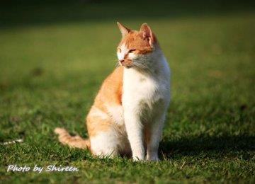 训练宠物猫的生理基础
