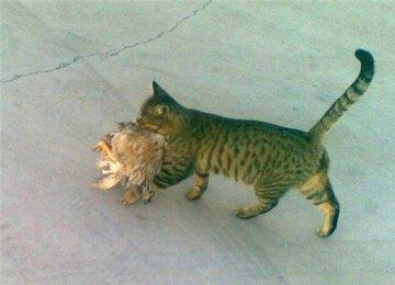 猫咪捕食是如何训练的