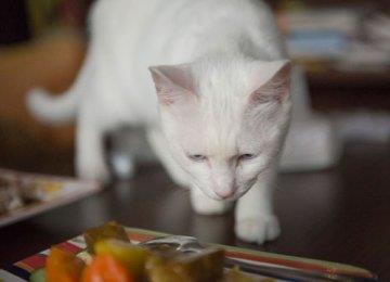 训练调皮宠物猫的方法|非常有效