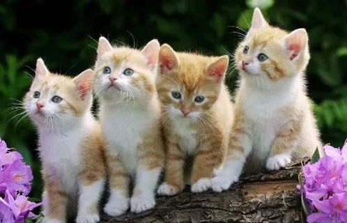 猫咪常见疾病有哪些？应该怎么预防？