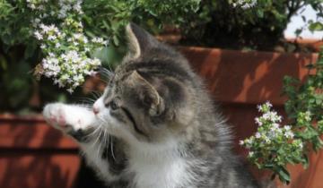 如何管好调皮宠物猫?
