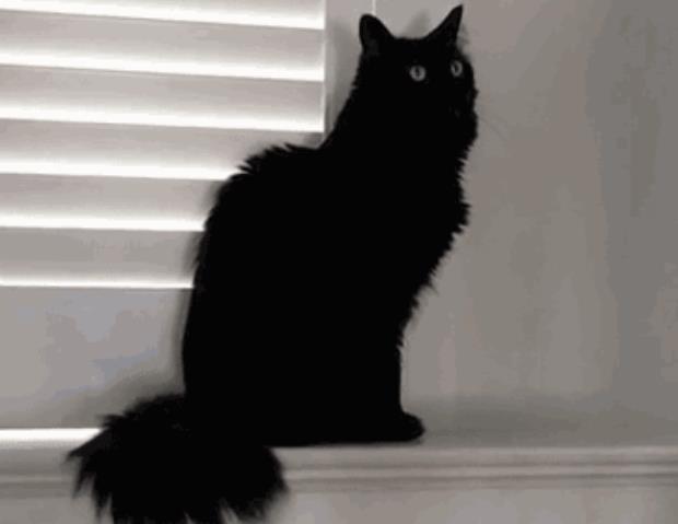 猫咪摇动尾巴是什么含义？