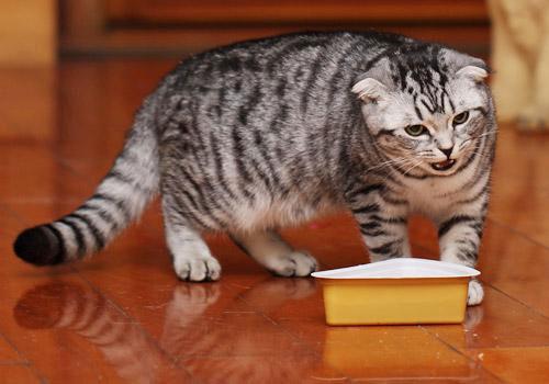 这些关于猫的病症，猫奴们都了解吗？