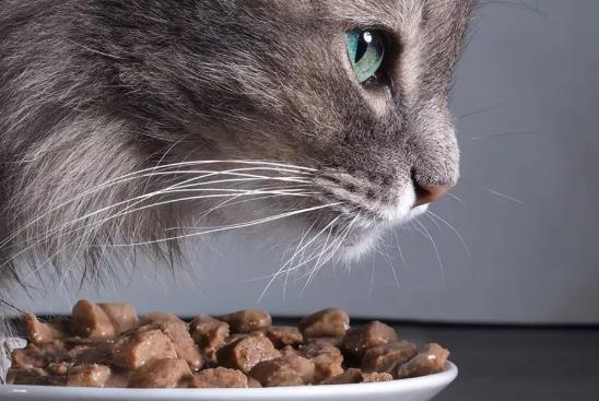 应该如何正确的挑选猫粮？