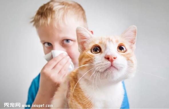 猫皮屑过敏有什么症状，应该如何改善过敏症状?
