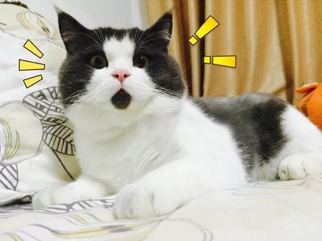 猫咪得了猫藓怎么办？猫藓又该如何预防？