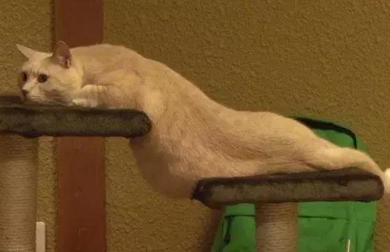 猫咪的身体是固体还是液态的?