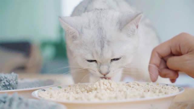 为什么猫咪会吃猫砂？