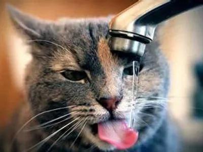 猫咪喝水的重要性，你了解多少？