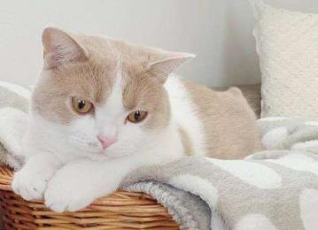新手养猫攻略: 养猫的注意事项你了解多少