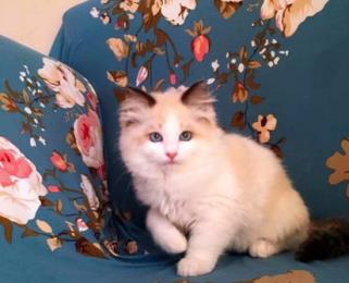 布偶猫吃什么猫粮最好? 适合布偶猫吃的猫粮全在这!