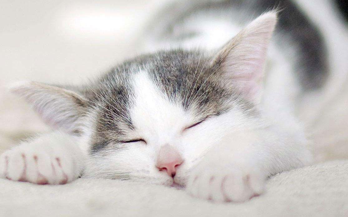 自己如何在家给猫做体检？