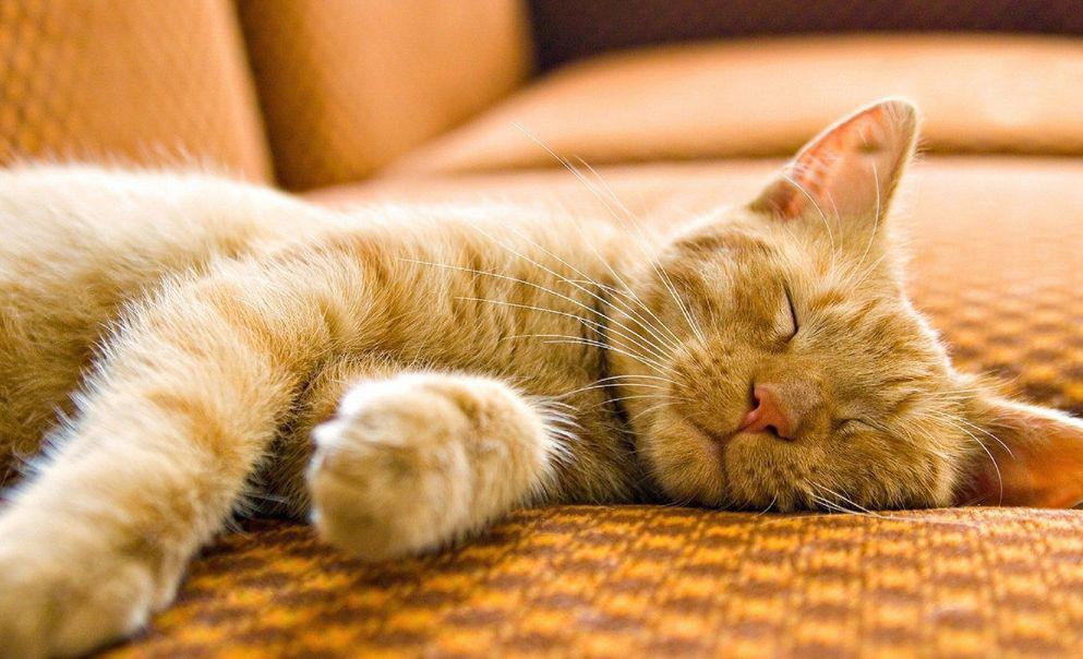 注意！猫咪的这种病在夏天是高发期