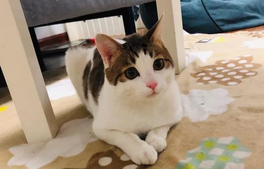 猫咪为什么喜欢蹭人？这其中的奥秘你知道吗？
