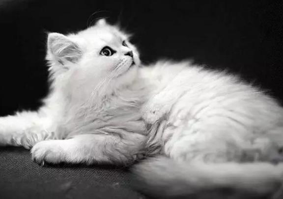 猫咪老是掉毛，除了换毛期间还有这几个原因