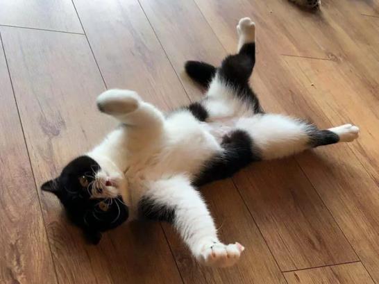 猫咪应该绝育吗 猫咪绝育有什么好处？