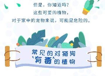 这些常见植物对你的宠物有毒，别放在家里！