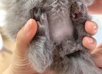 新生小猫腿部畸形的治疗方法