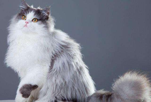 波斯猫吃什么好，应该怎么选择波斯猫猫粮?