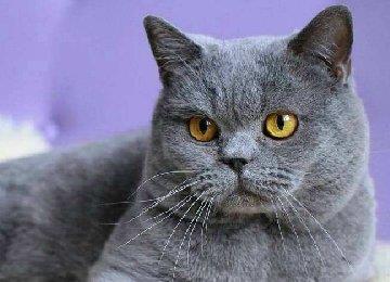 挑食的蓝猫吃什么猫粮好