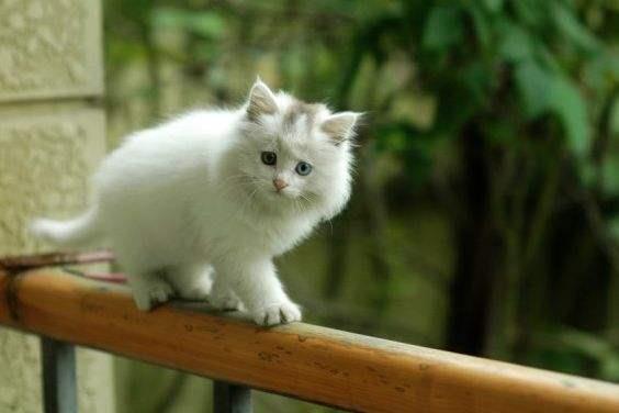 关于猫咪绝育，铲屎官必须要知道的事！
