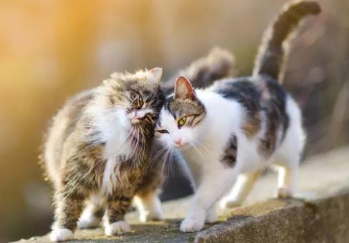 猫咪总是舔毛，对它的肠胃有影响吗?