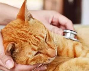 了解这8种猫咪急救方法，在关键时刻能救猫一命！