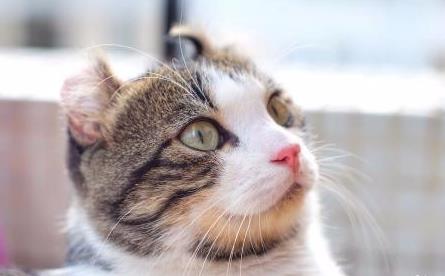 怎么养猫才是科学喂养