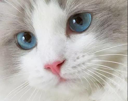 如何判断猫咪是否健康