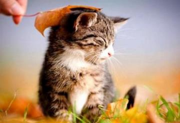 猫咪便秘怎么办 如何缓解猫咪便秘