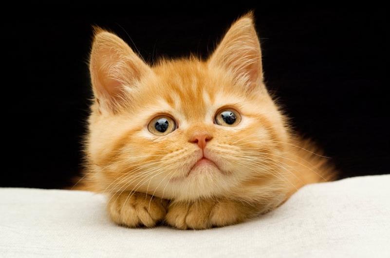 初学者养猫注意事项，猫主子的雷区不要踩！！