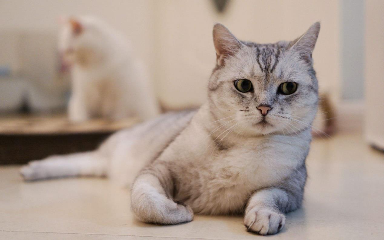 养猫注意事项：猫咪的“玻璃胃”不容忽视