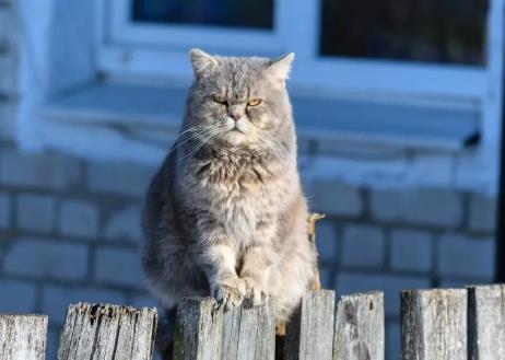 猫咪多囊肾病是遗传病吗，猫咪多囊肾病应该怎么治疗
