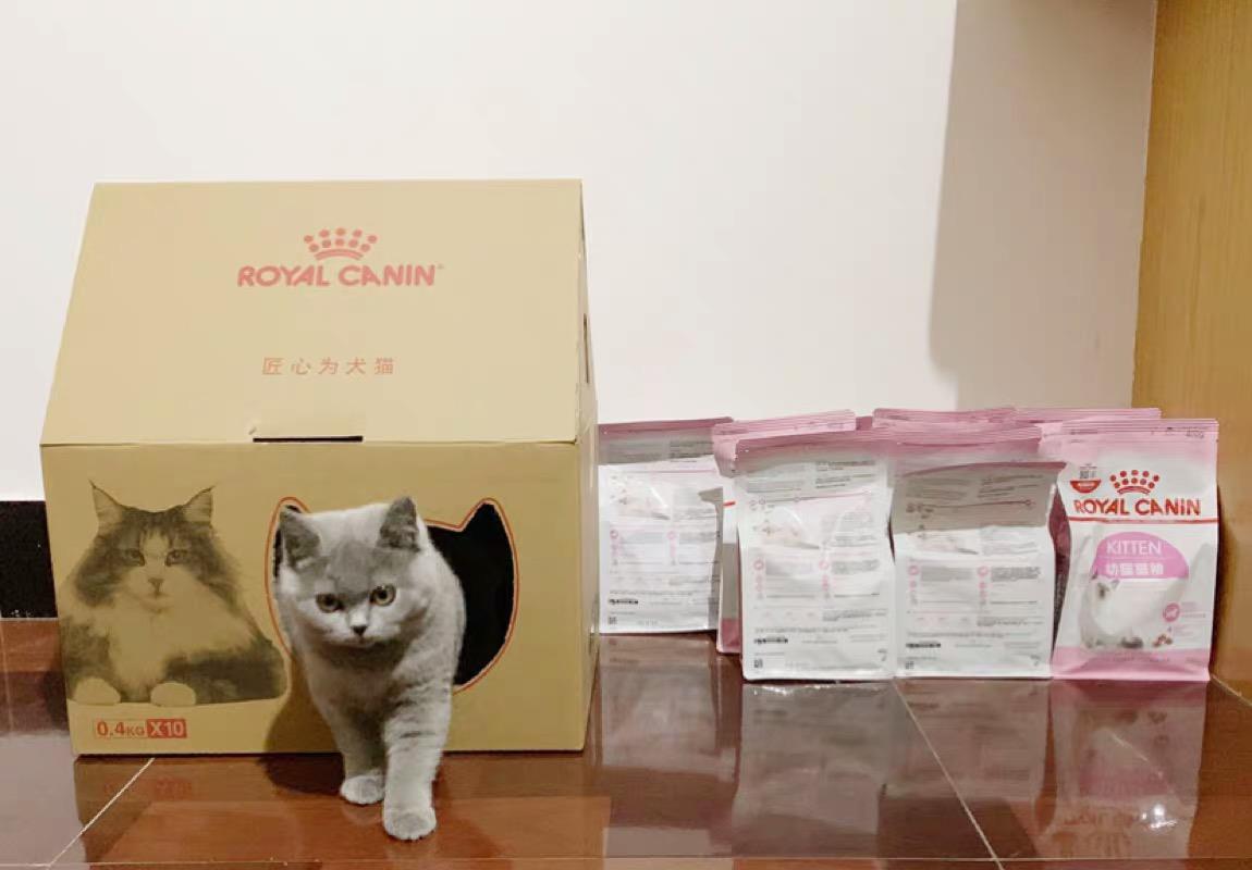 小猫怎么养？划重点啦！新手养猫必备知识