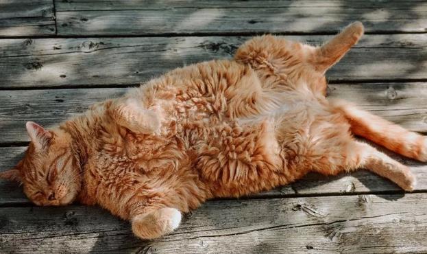 猫咪得了耳螨怎么治疗，应该注意哪些