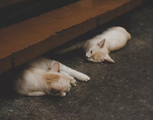 猫猫常见的遗传性疾病你知道哪些？