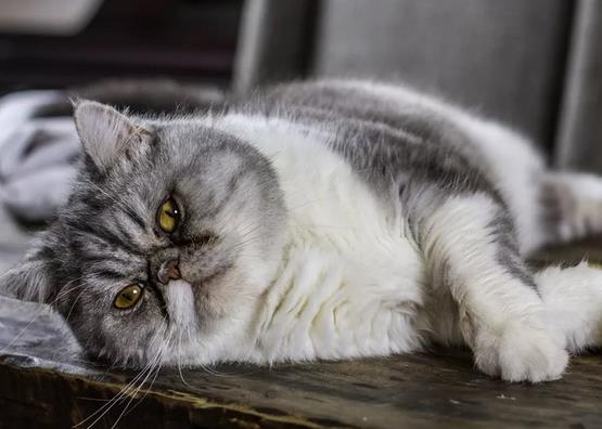 猫白血病病毒是怎么传染的，该如何治疗