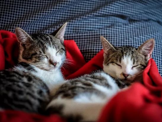 猫咪得了急性胰腺炎怎么办，该怎么治疗