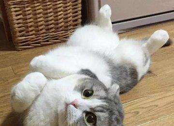 猫咪突然把肚皮亮出来给你看是什么意思？