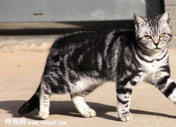 银虎斑猫的体型特征及饲养方法_价格|图片