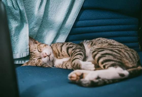 猫咪脂肪肝综合症是什么原因引起的，该怎么治疗