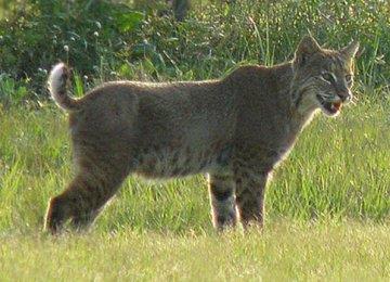 短尾猫伤人吗,短毛猫如何驯养?