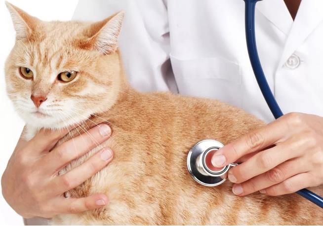 猫咪应该如何预防和治疗白内障