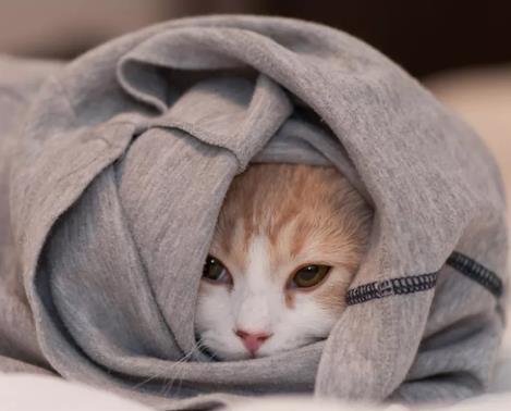 猫咪不由自主发抖，有可能是因为疾病引起的