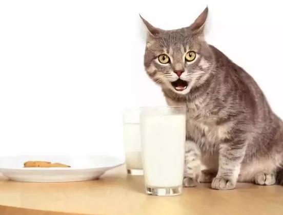 益生菌对猫咪有什么好处，猫咪是否可以长期食用益生菌