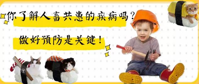 你对人猫共患疾病了解多少?