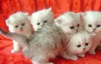 初次养小猫需要注意的5个常见问题！